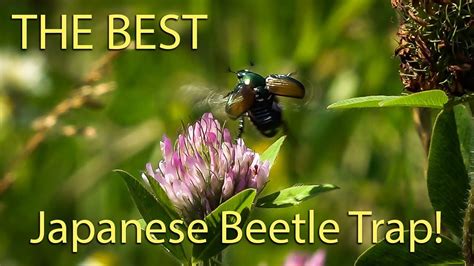 THE BEST Japanese Beetle Trap I have ever used! Period NO BAGS Chicken ...