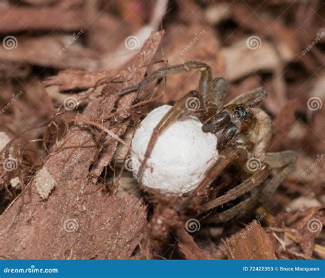 Wolf Spider with Egg Sack stock image. Image of macro - 72422353