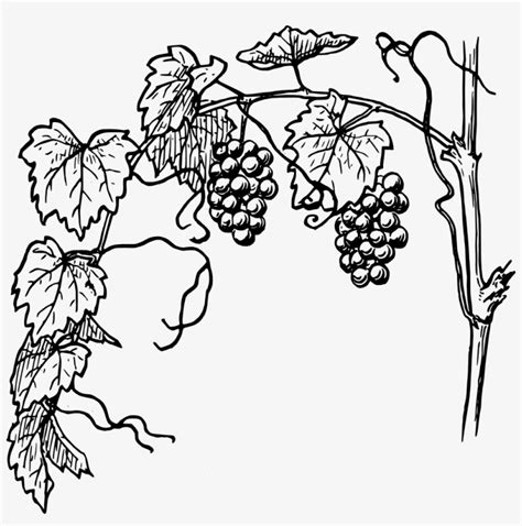 Grapes Vine Clipart - Vine And The Branches - 1000x960 PNG Download ...