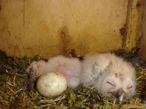 Tawny Owl chicks | Blog | Foxglove Covert Local Nature Reserve