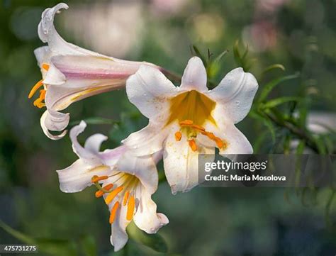 113 Trumpet Lilies Stock Photos, High-Res Pictures, and Images - Getty ...