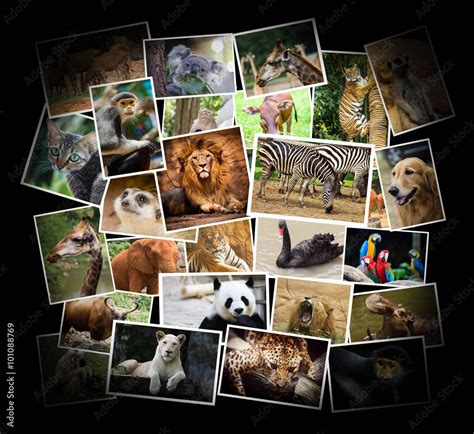 Different animal collage in the zoo Stock Photo | Adobe Stock