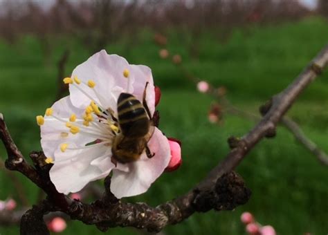 Farm Focus: Pollination Season | Happy Child CSA