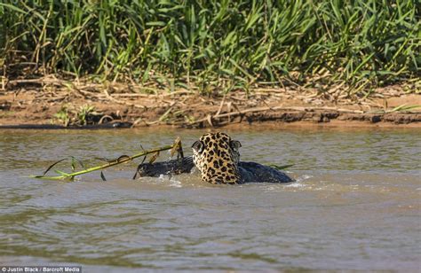 Jaguar hunts caiman (10 pics) | Amazing Creatures