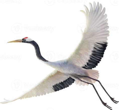 red crowned crane paint 12596667 PNG