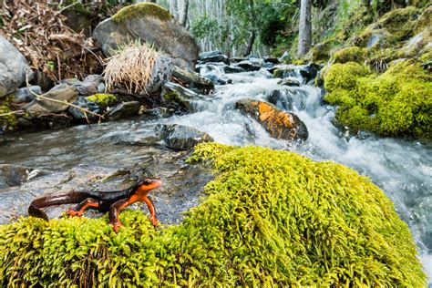 Red-Bellied Newt in habitat (Taricha rivularis) | Male at hi… | Flickr