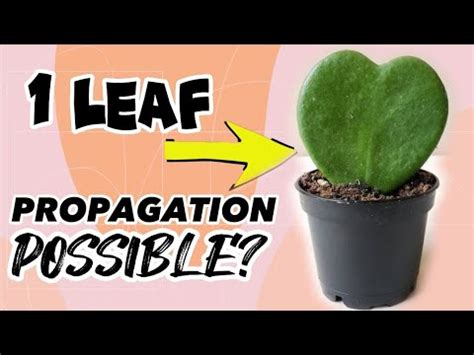 HOYA KERRII propagation EXPERIMENT with result in 15 days - YouTube