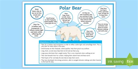 Adaptations of a Polar Bear Display Poster (Teacher-Made)