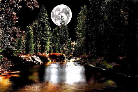 MOONLIT FOREST, forest, moon, water, reflection, trees, night, HD wallpaper | Peakpx