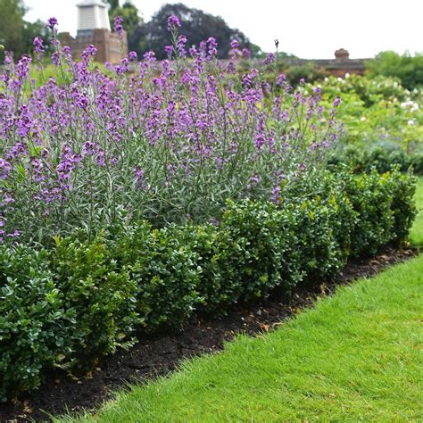 Box Hedging | Buxus sempervirens | Hedges Direct