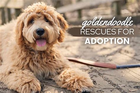 Top 15 Goldendoodle Rescues For Adoption In The U.S. - Canine Bible