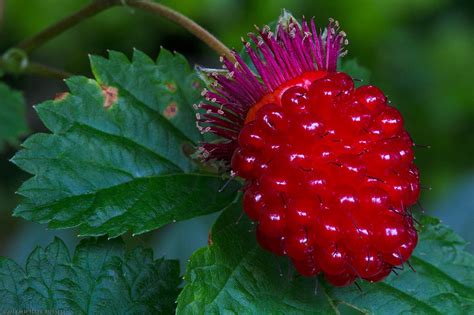 Salmonberry (Rubus spectabilis) Fruit Closeup