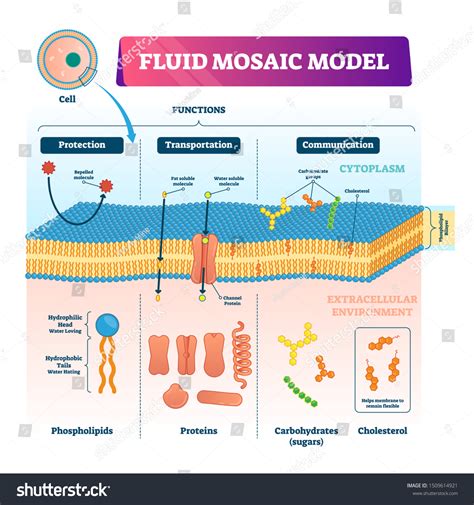 Fluid Mosaic Model Cholesterol