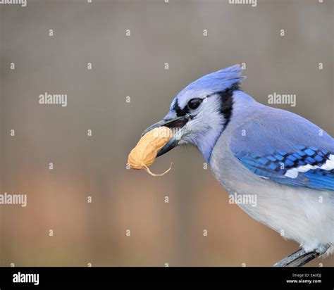 Blue jay beak hi-res stock photography and images - Alamy