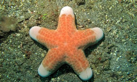 Granulated Sea Star (Choriaster granulatus) | Tanjung Kubur,… | Flickr