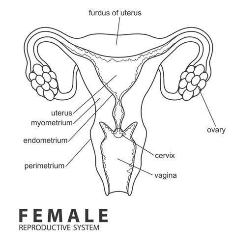 Female reproductive system outline, Vector Illustration 22674066 Vector Art at Vecteezy