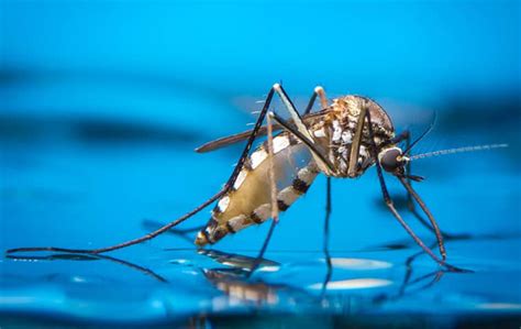 5 Hidden Mosquito Breeding Grounds in Your Yard - Astro ExterminatingAstro Exterminating