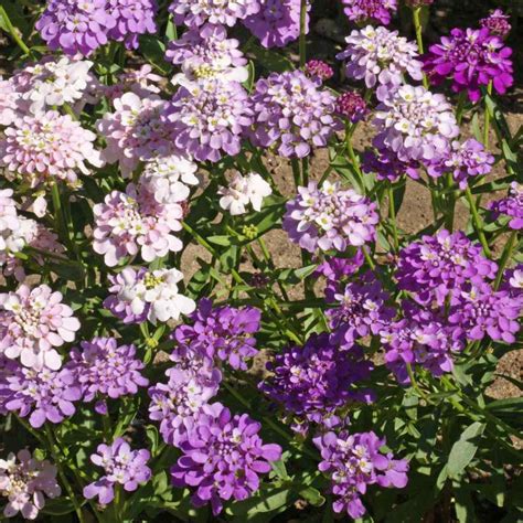 Candytuft Flower Seeds Home & Hobby Craft Supplies & Tools trustalchemy.com