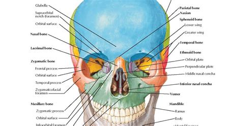 Skull Anatomy: Anterior View