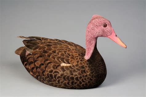 Search For The Lost Pink-Headed Duck Gets Underway In Myanmar - Global ...