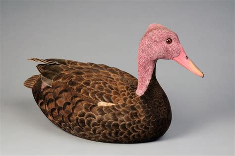 Search For The Lost Pink-Headed Duck Gets Underway In Myanmar - Global Wildlife Conservation