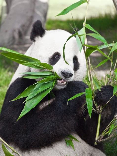 Panda Gigante Fotos de Stock Royalty Free - Imagem: 13303258