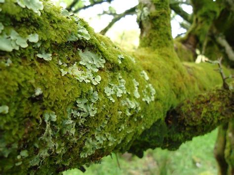 Moss and Lichen: Wait, what’s the difference? - Canadian Museum of Nature