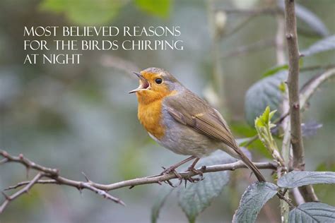 Robin-Bird-Chirping-At-Night | Kids World Fun Blog