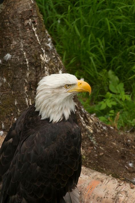 Bald eagle, golden eagle — The Alaska Zoo