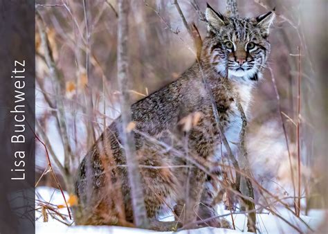 2023 Watchable Wildlife Photo Contest | North Dakota Game and Fish