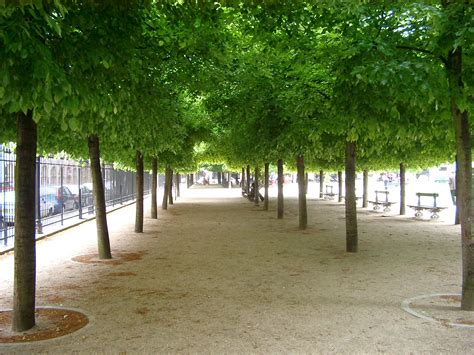 Free Stock photo of Avenue of green trees in Paris | Photoeverywhere