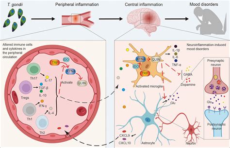 Frontiers | From the immune system to mood disorders especially induced by Toxoplasma gondii ...