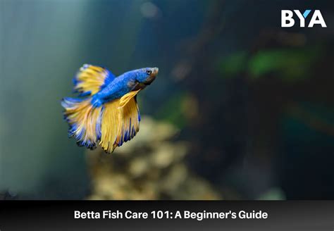 Betta Fish Care 101: A Beginner's Guide