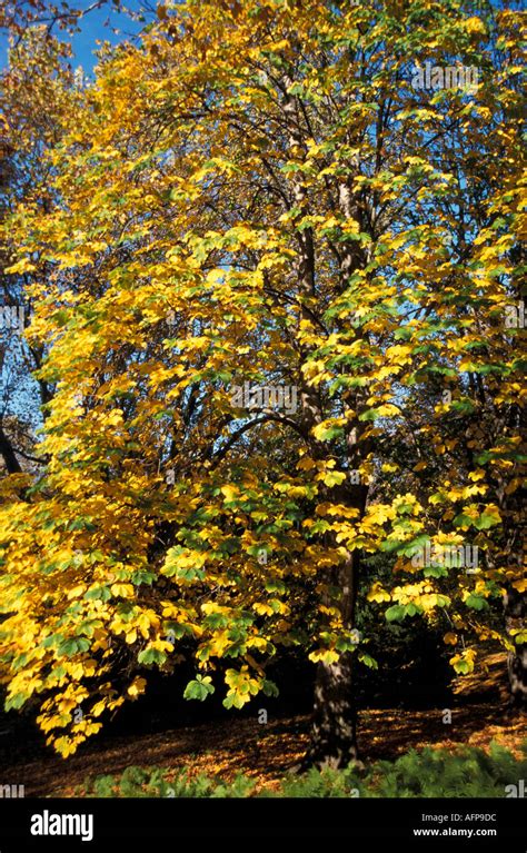 chestnut, autumn colours Stock Photo - Alamy