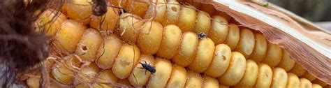 Controlling Maize Weevils - UF/IFAS Extension Columbia County