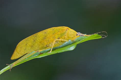 Up Close with Nature: Orthopterans of Malaysia