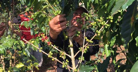 Farmers Harvesting Coffee Beans In A Coffee Plantation Free Stock Video Footage, Royalty-Free 4K ...