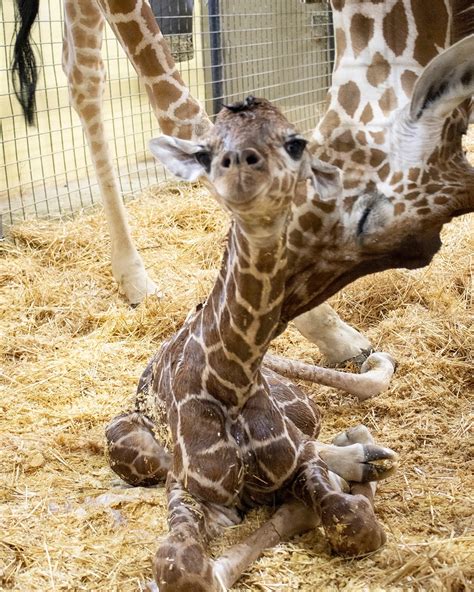 Lee Richardson Zoo announces birth of giraffe