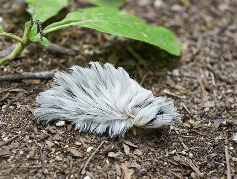 Puss Caterpillar Photograph by Martin Shields - Fine Art America