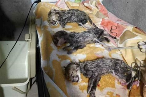 Asiatic Cheetah cubs born for the first time in captivity in Iran