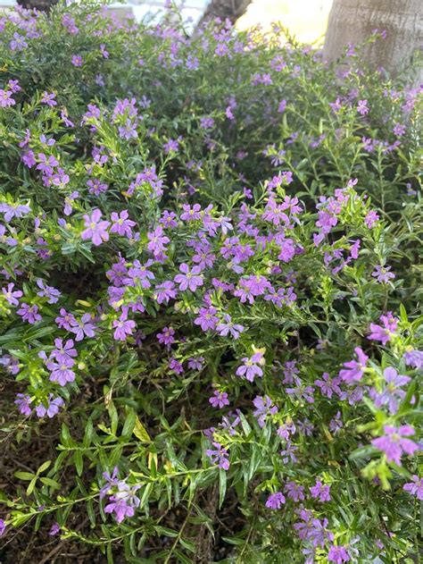 Purple Flower Bush | Purple flowers, Ground cover, Plants