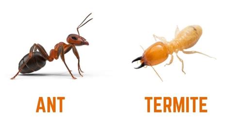 Termite Vs Ant