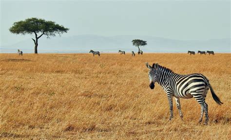 Kenya Safari Holiday Tour