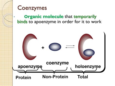 PPT - Co-enzymes and cofactors activity in enzymes PowerPoint ...