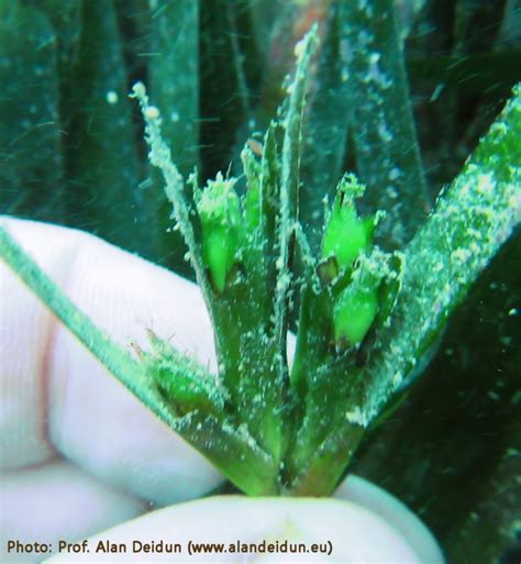 Posidonia oceanica (Posidonia) : MaltaWildPlants.com - the online Flora of the Maltese Islands.