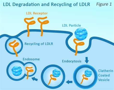 Cholesterol & the PCSK9 Pathway