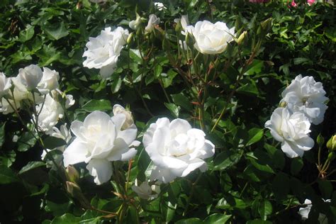 My blog of Ramblings: White Rose Bush