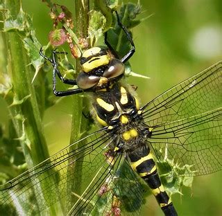 Golden-ringed Dragonfly. Cordulegaster boltonii, female | Flickr