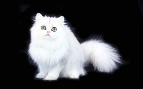 White Persian Cat Wallpapers Free Hd Desktop Wallpape - vrogue.co