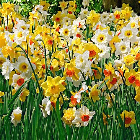 Mixed Daffodil Bulbs - Mixed Varieties - Various Quantities – LiveMoor